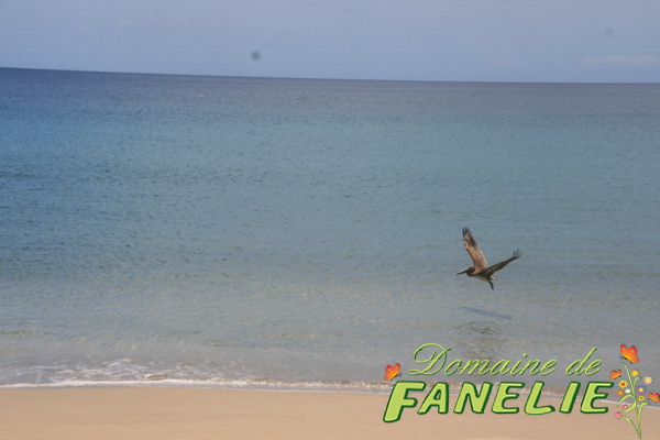 FANELIE Location - Deshaies - GUADELOUPE F.W.I.