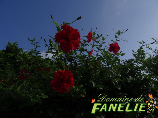 FANELIE Location - Deshaies - GUADELOUPE F.W.I.