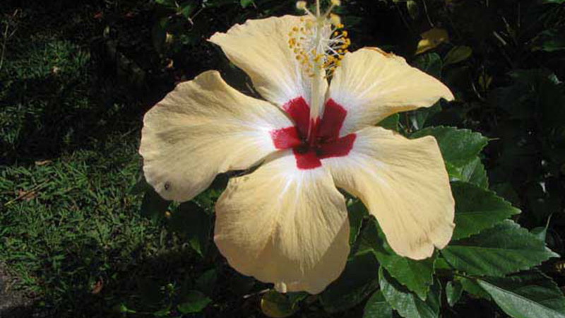 Villa Yékrik-Yékrak - Deshaies - GUADELOUPE F.W.I.